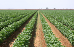 <b>為什麼需要對棉花的田地進行深耕？對增產有利嗎？</b>