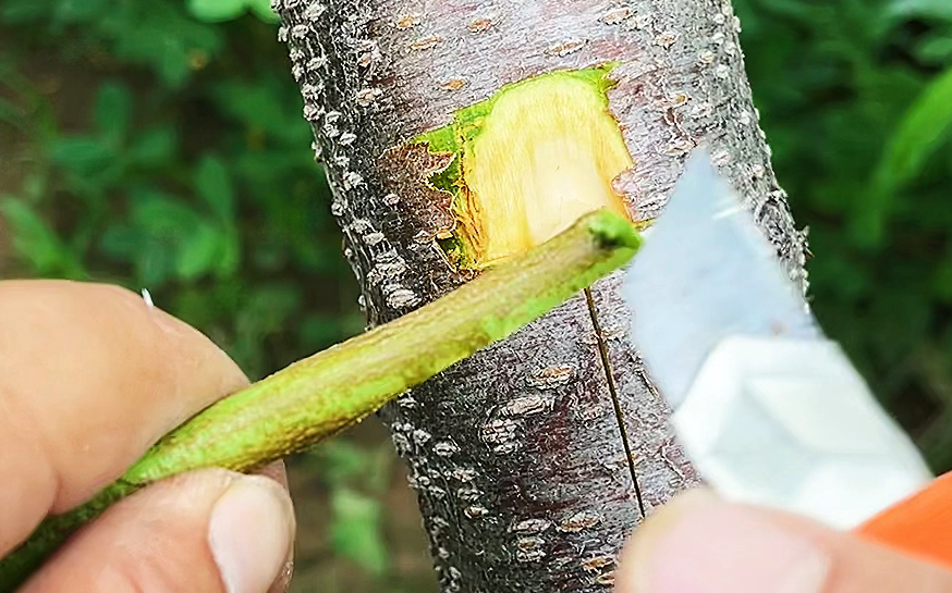 枇杷如何嫁接才能提高嫁接存活率?嫁接後如何管理?