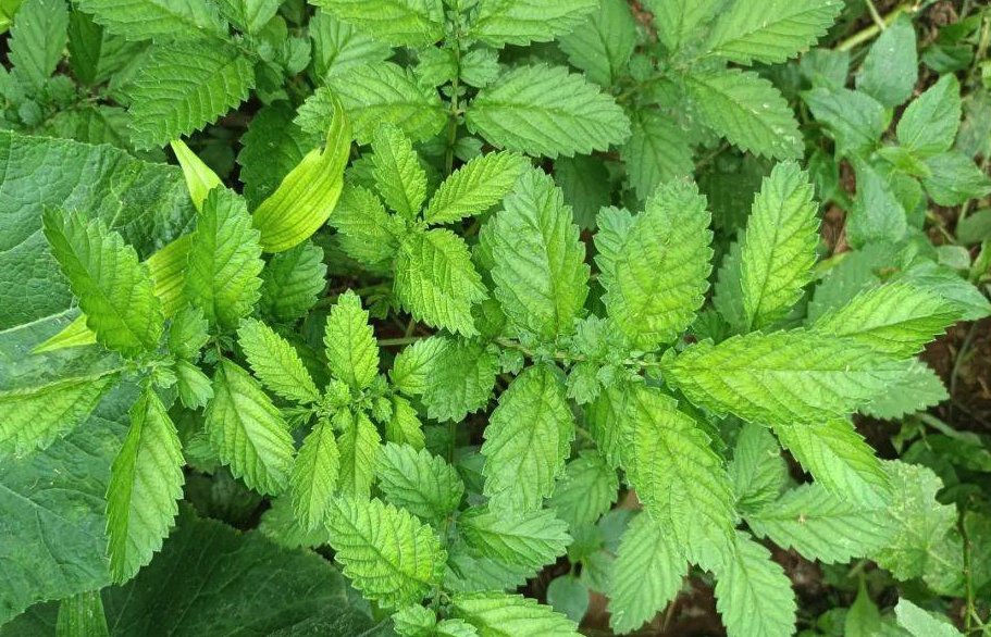 龍牙草是屬於什麼植物?有什麼作用?