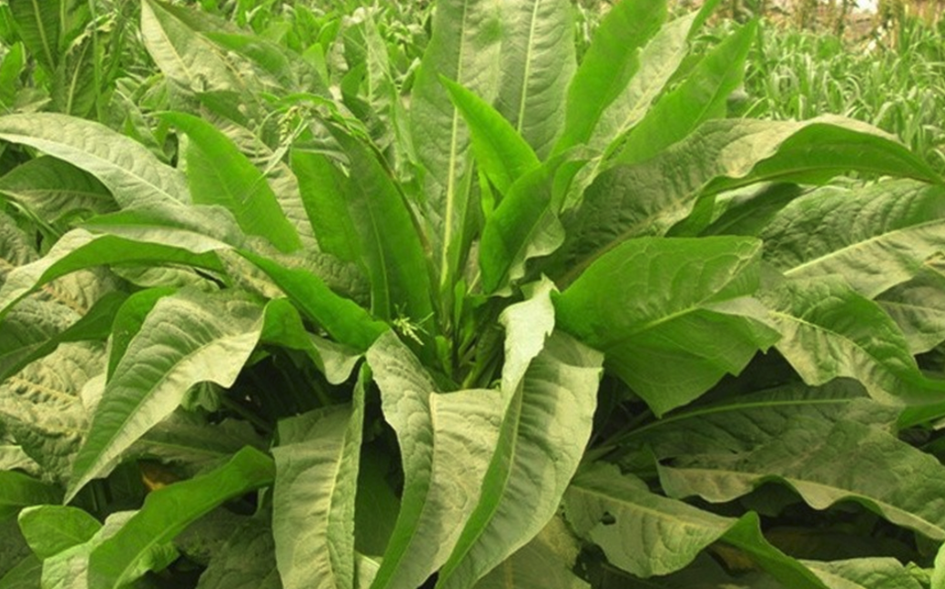 天香菊苣用途和種植條件是什麼樣的?