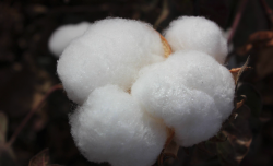 <b>棉花稀植栽培技術分享，有哪些特點？</b>
