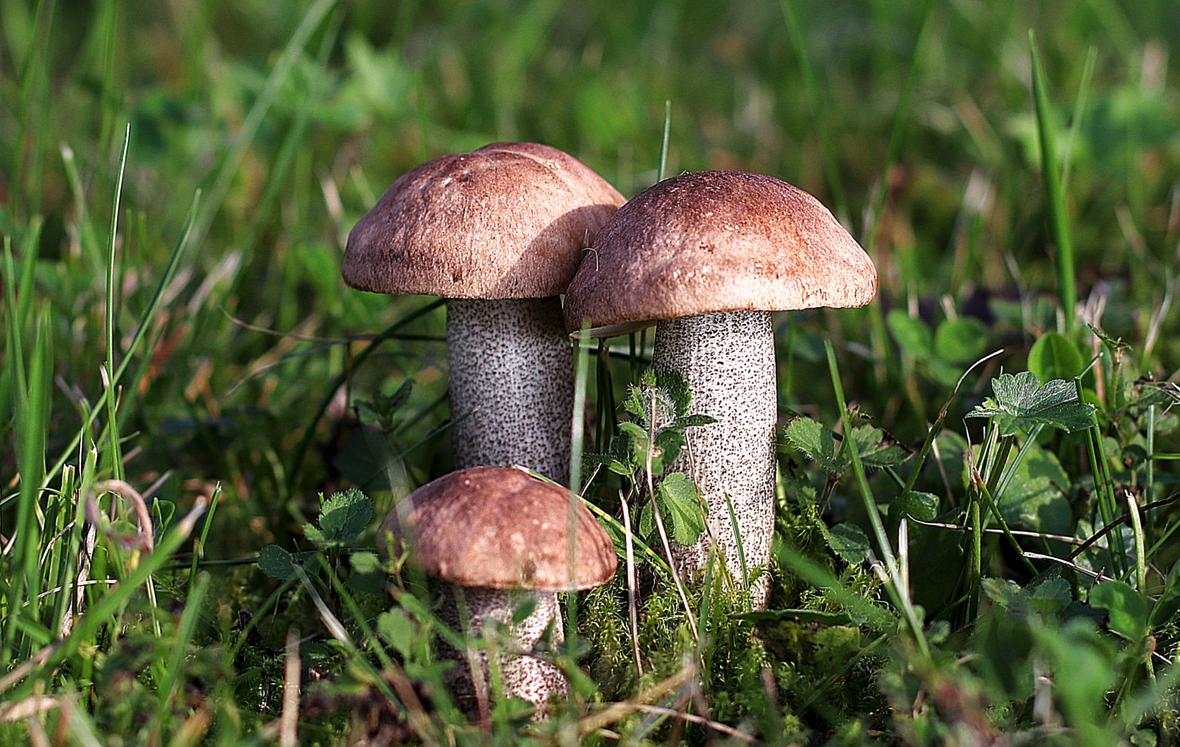 種植食用菌如何減少蟲害?有哪些舉措?
