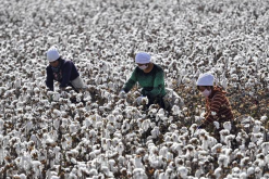 <b>棉花加工廠為社麼不可以直接向棉農直接購買棉花？</b>