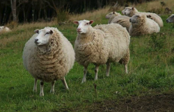 <strong>東北細毛羊為何被稱為細毛羊？養殖細毛羊需要具備什麼條件？</strong>