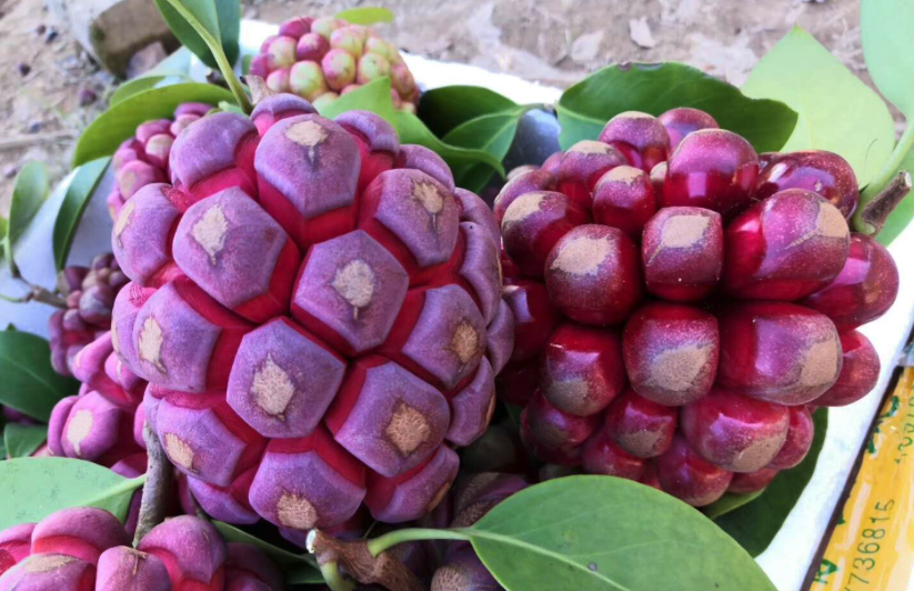 黑老虎水果的特點和用途有哪些?