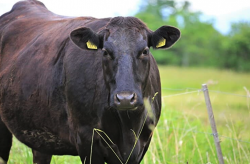 <strong>肉牛的營養需要與有機飼料分別指的是什麼？</strong>