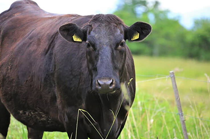 肉牛的營養需要與有機飼料分別指的是什麼?