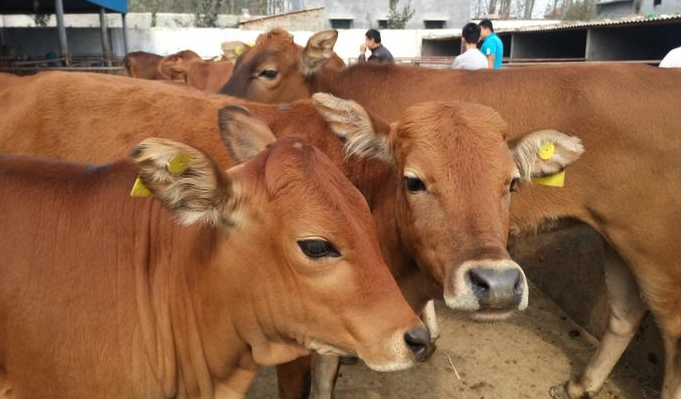 肉牛的營養需要與有機飼料分別指的是什麼?