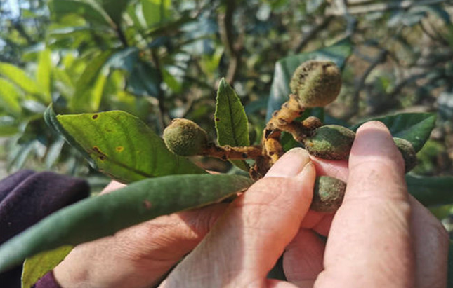 琵琶樹的蟲害有多少種？該怎麼防治？