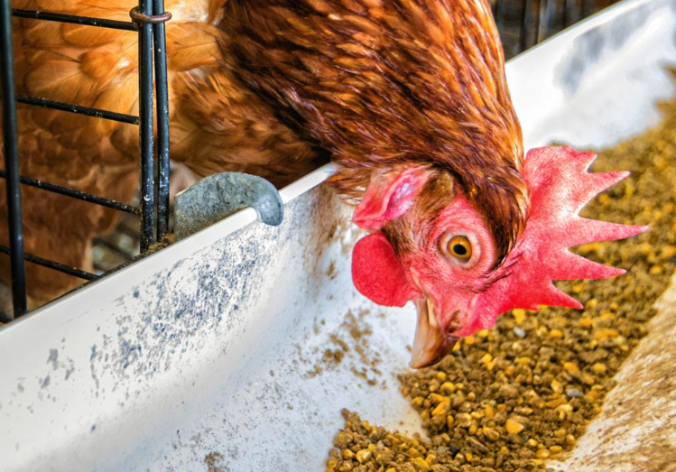 雞飼料中還有脂肪食物嗎，能起到什麼作用？