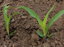 <strong>玉米出苗階段對環境有什麼要求，如何快速發芽？</strong>