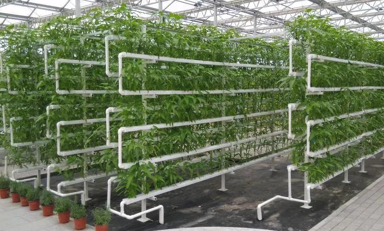 大棚裏麵可以無土種植嗎,需要什麼條件?