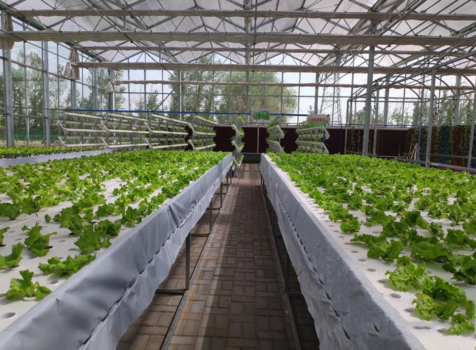 大棚裏麵可以無土種植嗎,需要什麼條件?