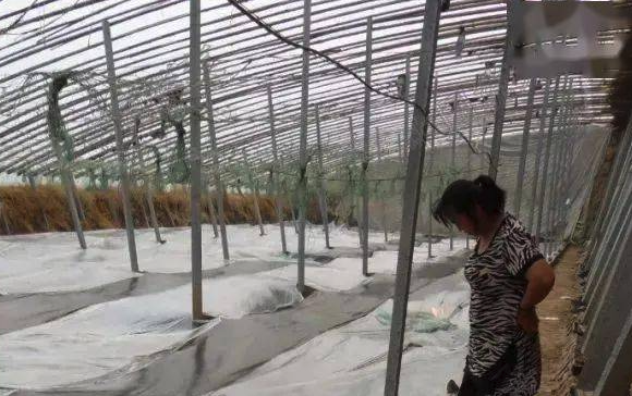 如何對大棚裏的田地土壤進行消毒?