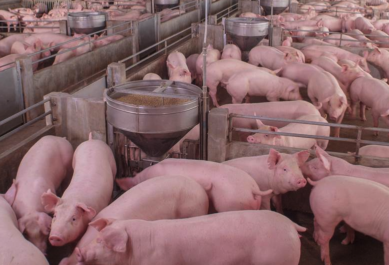豬飼料中瘦肉精有哪些作用，對肉質有什麼影響？