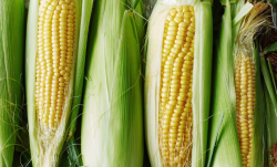 <strong>玉米缺氮怎麼補救？ 有哪些方法措施？</strong>