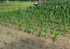 <strong>玉米的幼苗需要在什麼樣的環境下種植，有什麼特點？</strong>