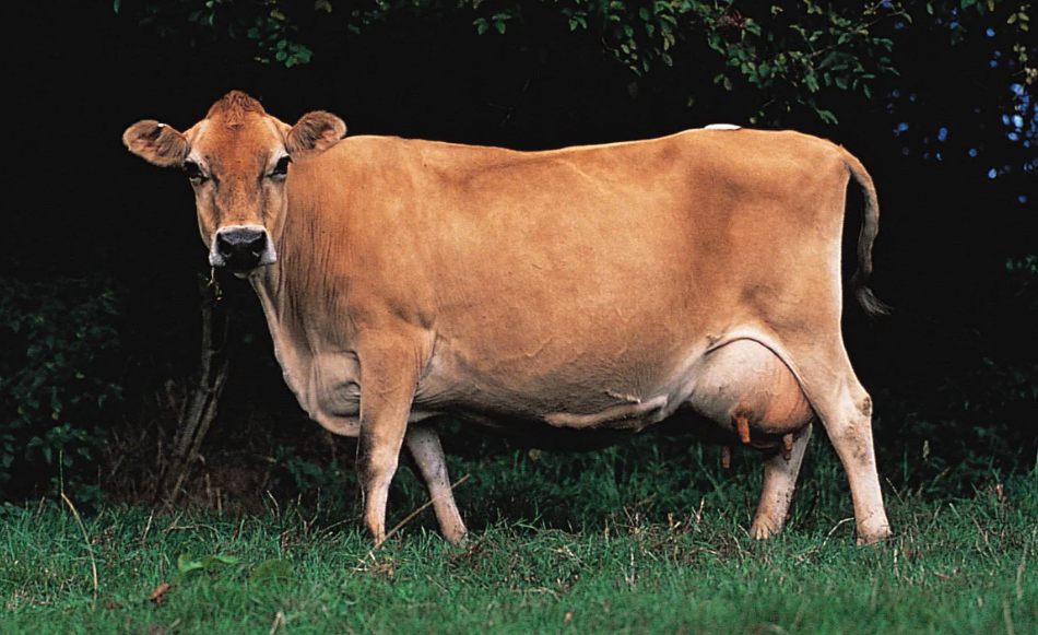 牛流行熱病症和治療方式有哪些？