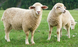 <strong>夏季養羊的幾種常見病有哪些？</strong>