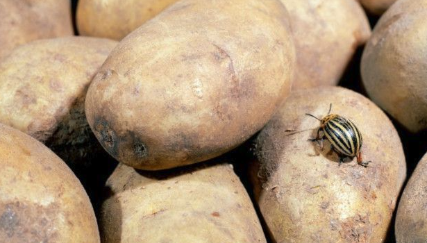 鼠害會影響土豆種植嗎，種植土豆有哪些蟲害?