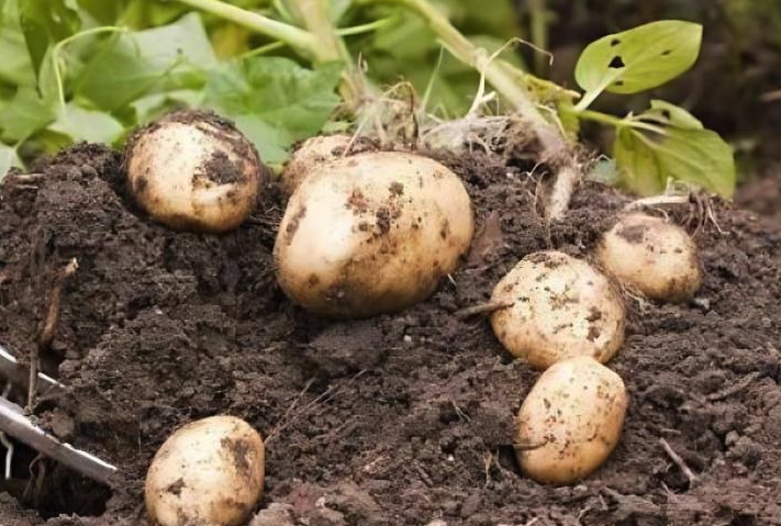 鼠害會影響土豆種植嗎，種植土豆有哪些蟲害?