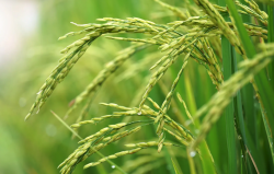 <strong>補救水稻多效唑過量噴施的方法有哪些？</strong>