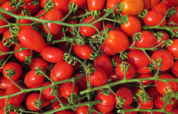 <strong>櫻桃番茄的發芽期和生長過程有哪些特點？</strong>