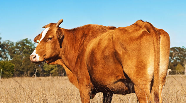 牛肚子脹大是什麼原因引起的，如何治療？