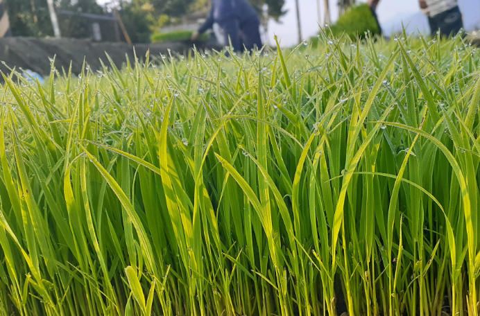 塑料大棚育苗和露地育苗有什麼區別,有哪些優勢?