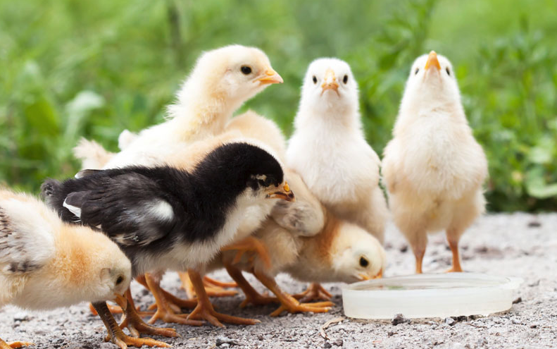 雛雞的飼料喂養應該注意什麼,和成年雞飼料有哪些區別?