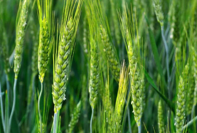 什麼是蒸騰作用，小麥在此期間需水量怎麼樣?