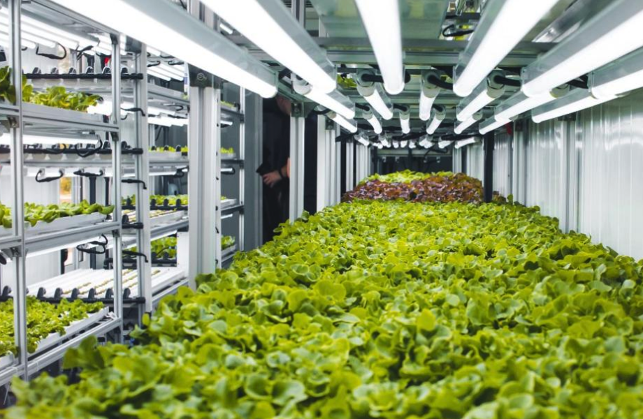 塑料大棚作坊式種植和工廠式種植有什麼區別,有什麼特點?