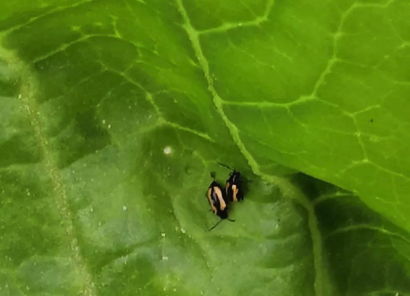 生物殺蟲劑如何應用,存在什麼問題?