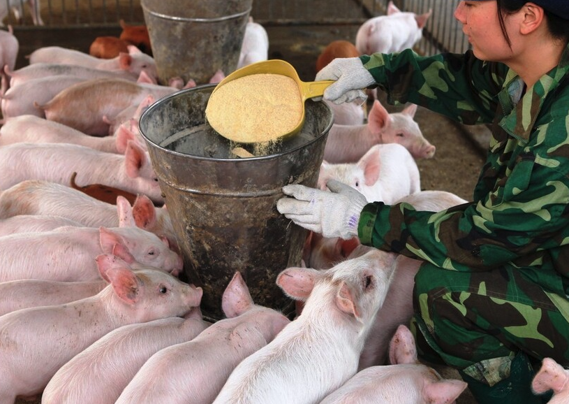 豬飼料中需要動物脂肪嗎，有哪些作用?