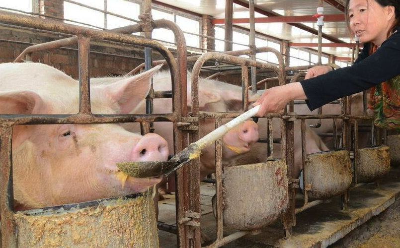 豬飼料中需要動物脂肪嗎，有哪些作用?