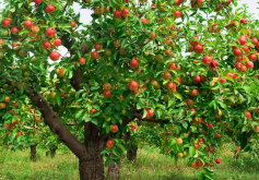 <b>蘋果樹流樹脂是什麼原因？</b>