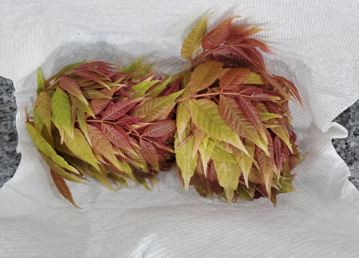 香椿的壽命一般多久,有哪些營養價值?