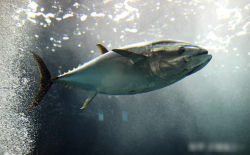 <strong>黃鰭金槍魚可以人工培育嗎？黃鰭金槍魚的營養價值和分布地區</strong>