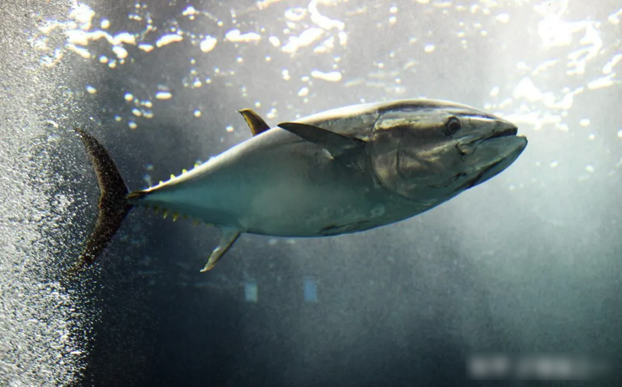 黃鰭金槍魚可以人工培育嗎？黃鰭金槍魚的營養價值和分布地區