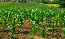 <strong>玉米在幹旱地區可以種植嗎，需水量有哪些要求？</strong>