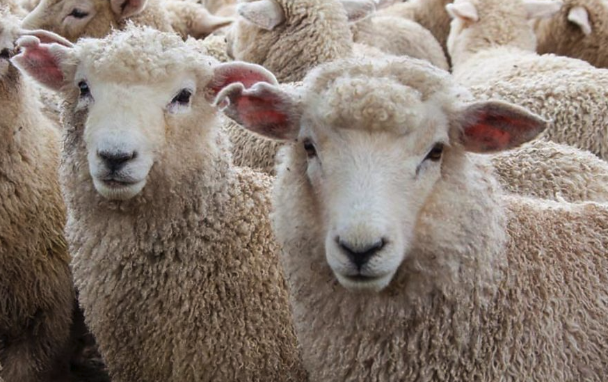 羊感染了蛔蟲病該如何處理，有哪些方法？