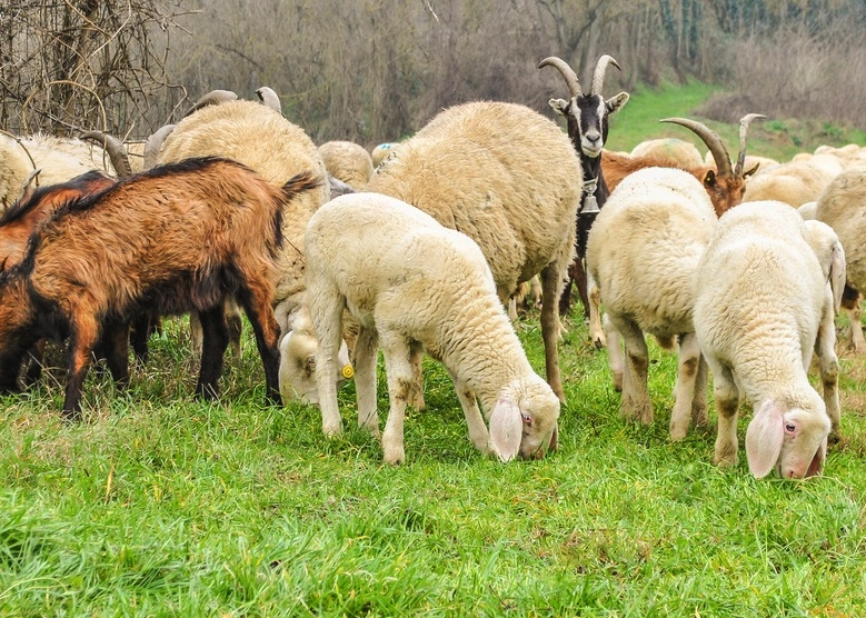 羊感染了蛔蟲病該如何處理，有哪些方法？