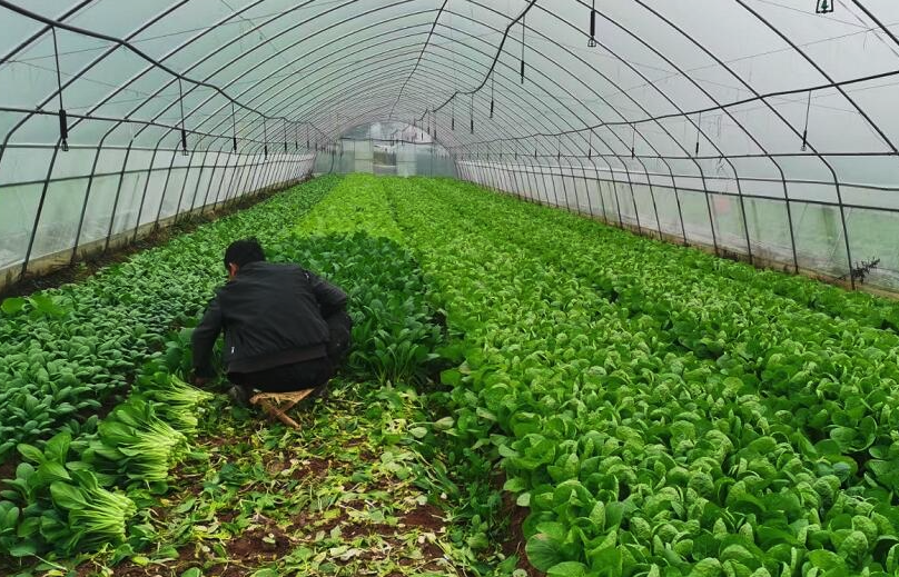 蔬菜大棚可以用二氧化碳氣肥嗎,有哪些作用?