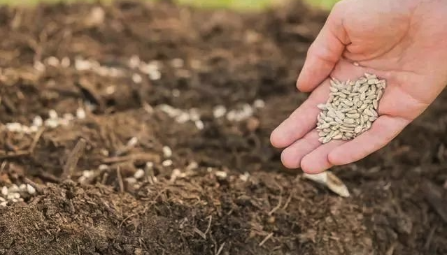 土壤中加入磷酸鈣有哪些作用，需要注意什麼?