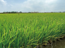 <strong>哪些水稻可以在極端環境下生長？</strong>