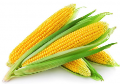 <strong>玉米的品種目前有哪些高產的品種?</strong>