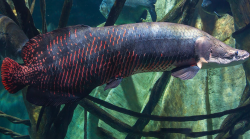 <strong>巨骨舌魚分布在哪些地區，有哪些飲食習性?</strong>