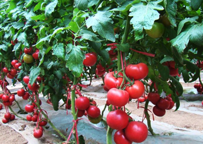  櫻桃番茄對環境有什麼要求，如何種植?