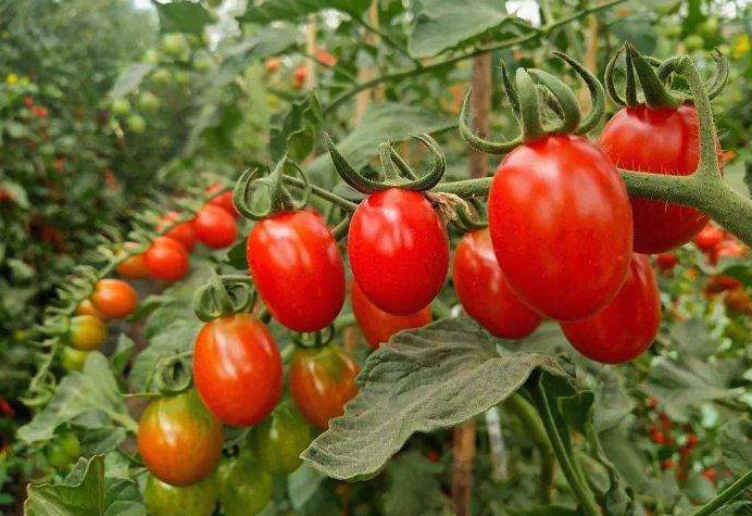  櫻桃番茄對環境有什麼要求，如何種植?