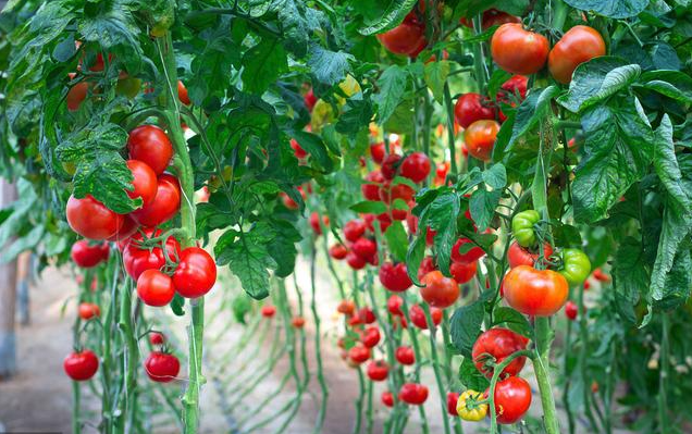 番茄大棚如何控製溫度，提高成長速度?